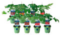Tomatplanter mix i 11 cm potte